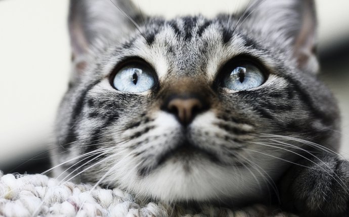 How To Feed A Cat With Dry Feed