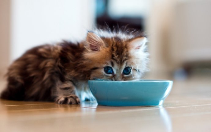 To Feed A Little Kitten